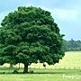 15_19_8---Tree--Northumberland_web.jpg