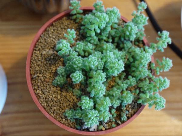 P1050705