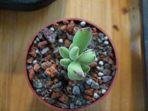 P1050706