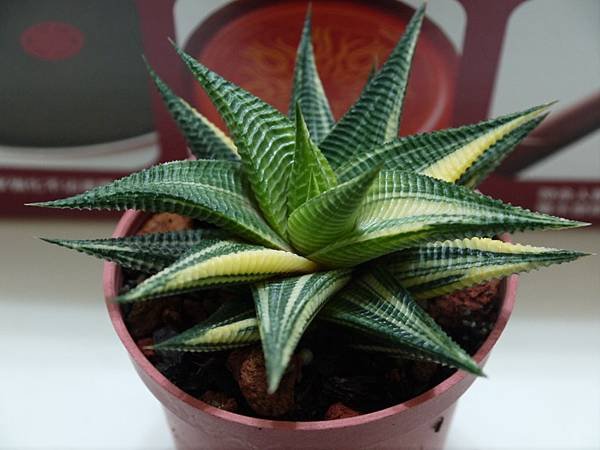 P1050765