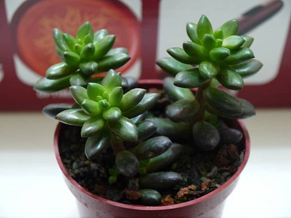 P1050775