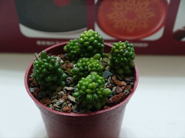 P1050776
