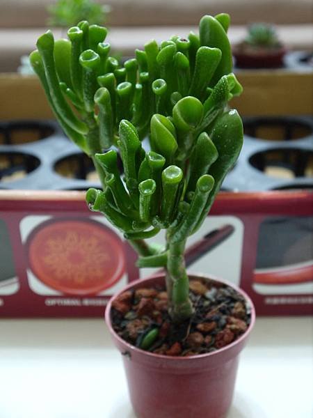 P1050782