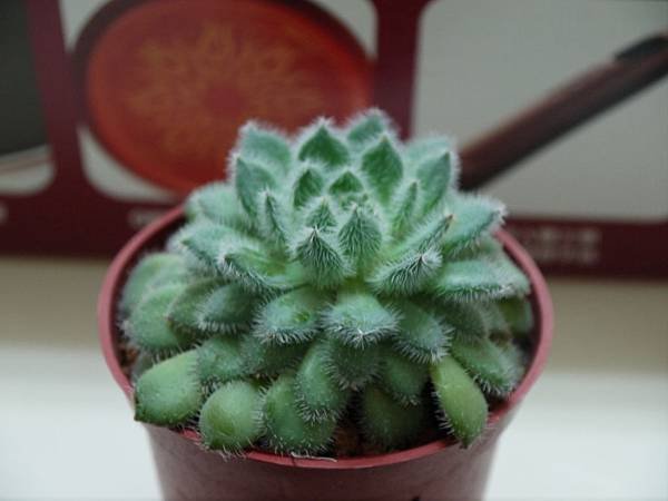 P1050793