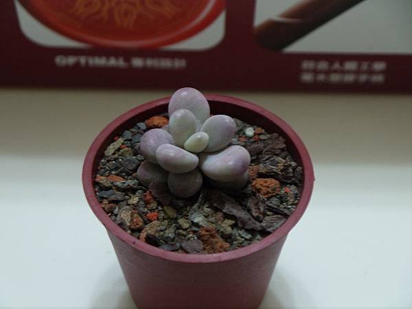 P1050799