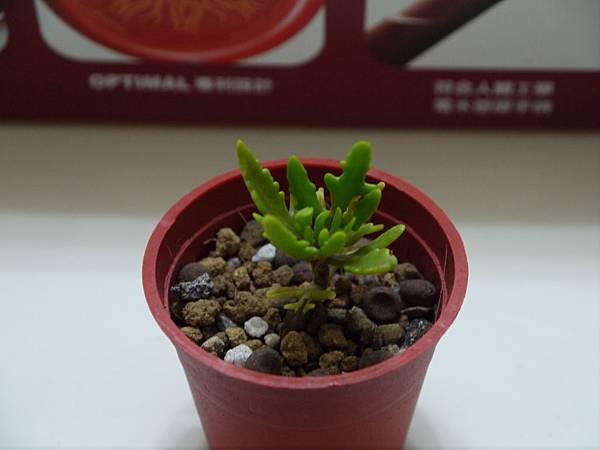 P1050800
