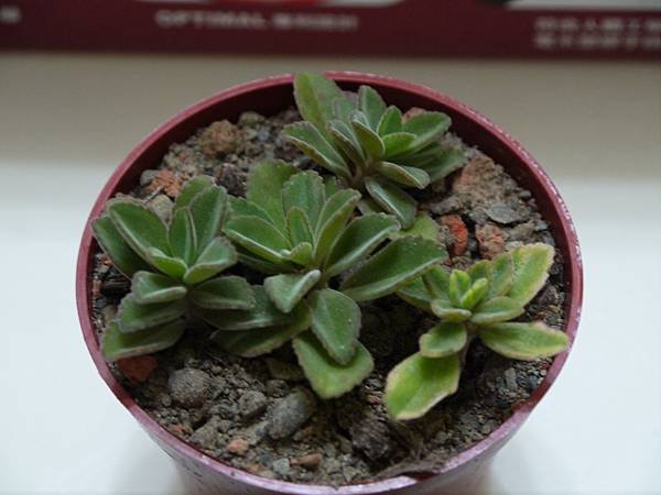 P1050802