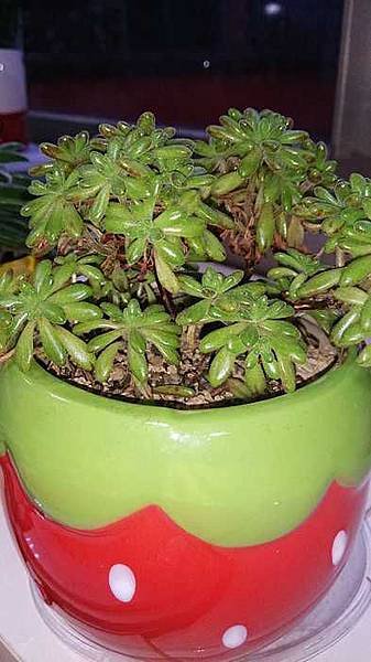 nEO_IMG_DSC_0008.jpg