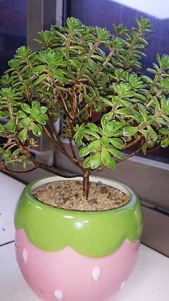nEO_IMG_DSC_0006.jpg