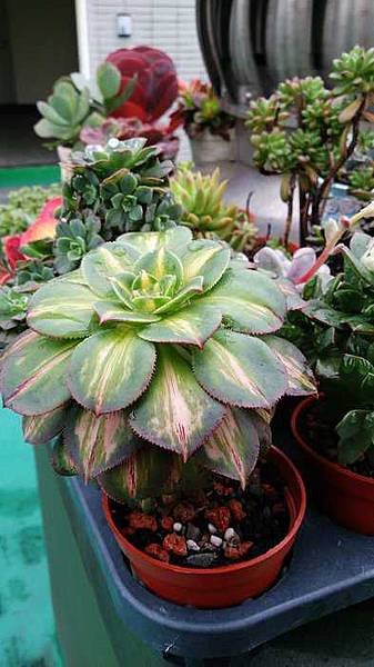 nEO_IMG_DSC_0066.jpg