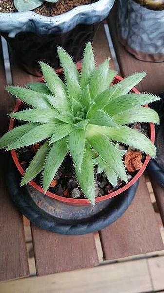 nEO_IMG_DSC_0513.jpg