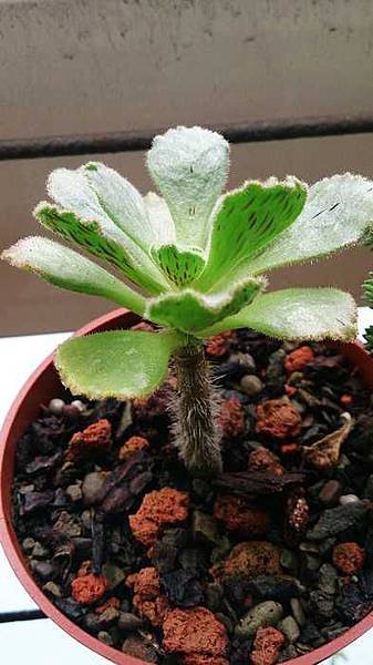 nEO_IMG_DSC_0518.jpg