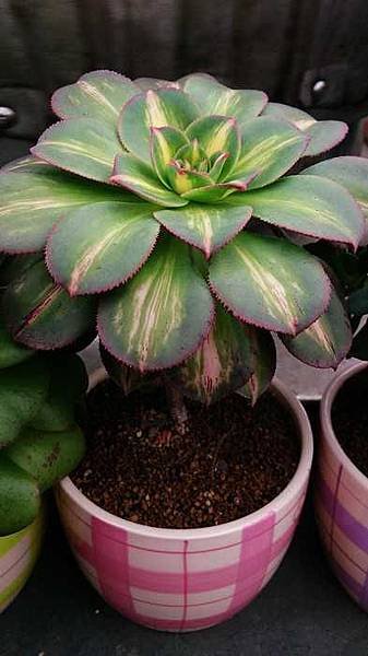 nEO_IMG_DSC_0659.jpg