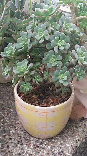 nEO_IMG_DSC_1082.jpg