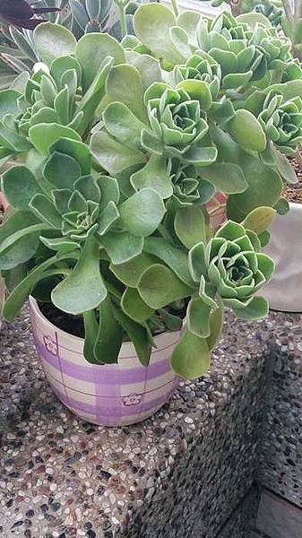 nEO_IMG_DSC_1096.jpg