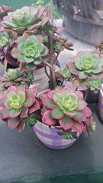 nEO_IMG_DSC_1120.jpg