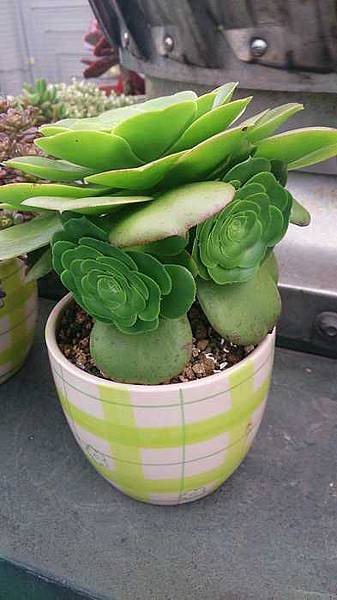 nEO_IMG_DSC_1199.jpg