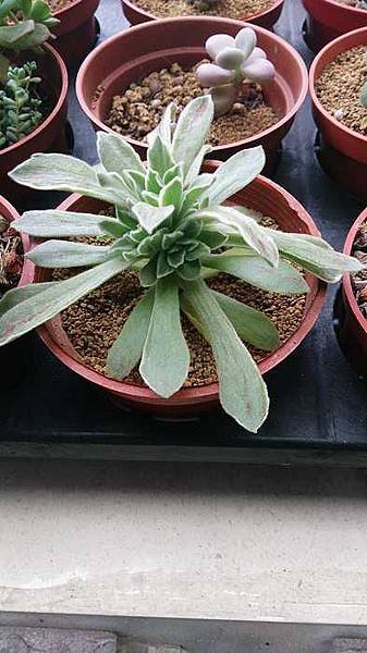 nEO_IMG_DSC_1241.jpg