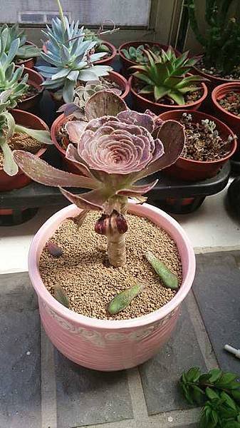 nEO_IMG_DSC_1503.jpg