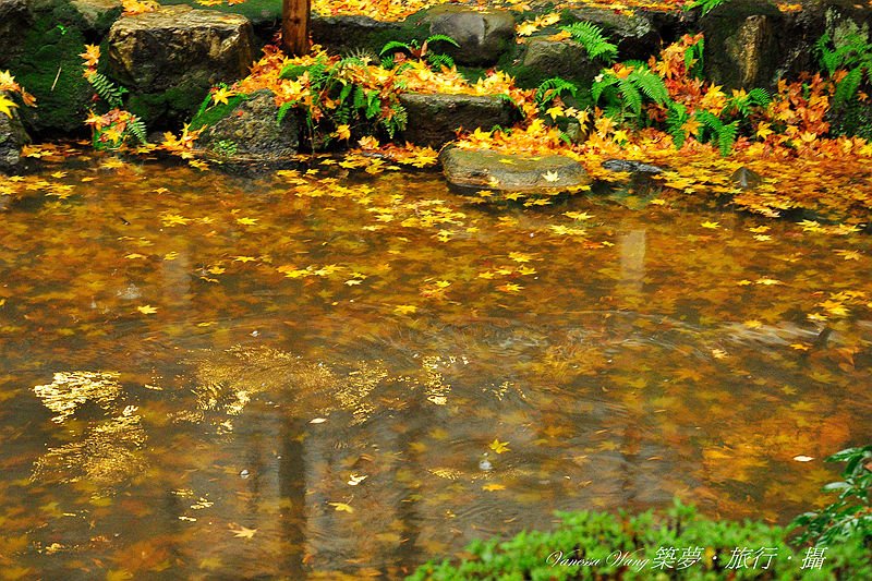 _DSC0445.jpg