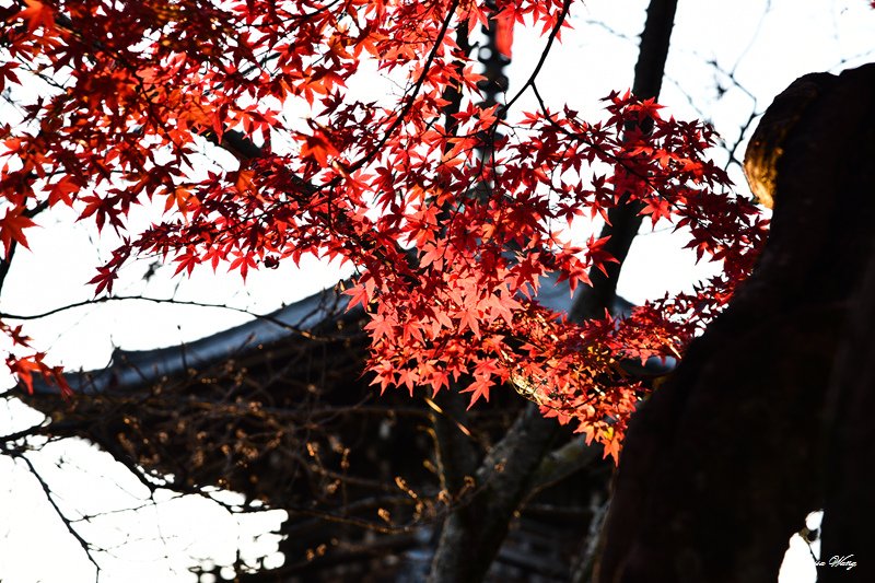 DSC_7338.jpg