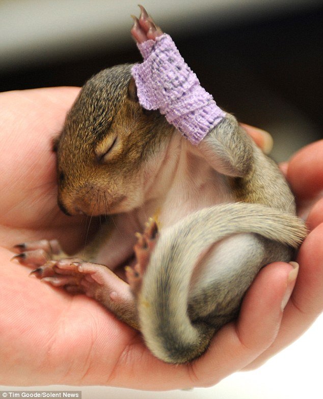 Baby squirrel 01