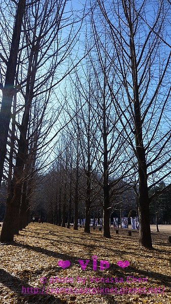 銀杏林道。