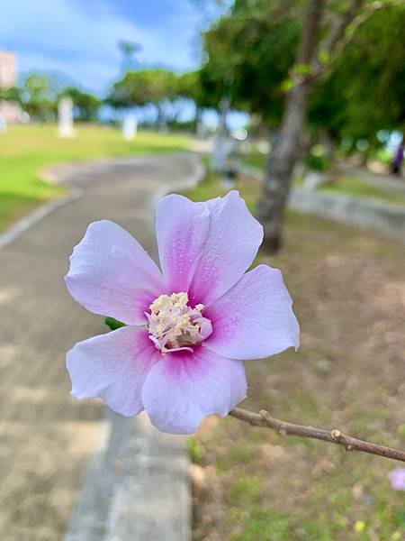 木槿