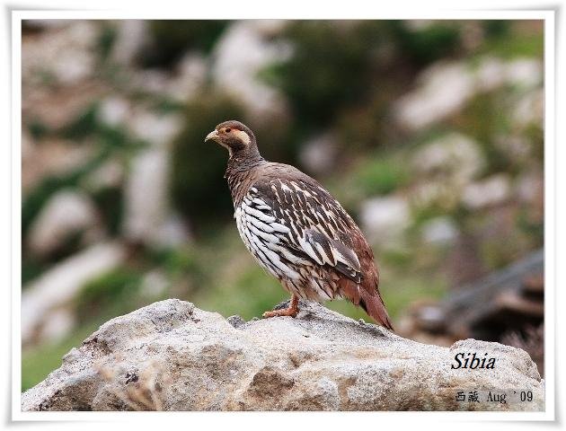 S001藏雪雞Tibetan Snowcock Tetraogallus tibetanus.jpg