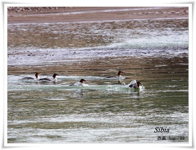 S009普通秋沙鴨Common MerganserMergus merganser.jpg