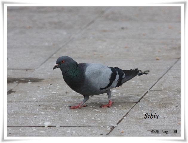 S018岩鴿Hill Pigeon Columba rupestris.jpg