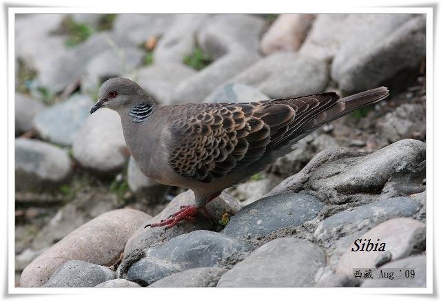 S021山斑鳩Oriental Turtle DoveStreptopelia orientalis.jpg