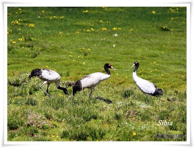 S023_1黑頸鶴Black necked CraneGrus nigricollis.jpg