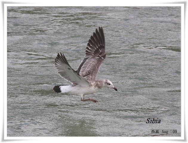 S031_3漁鷗Pallass Gull Larus ichthyaetus.jpg