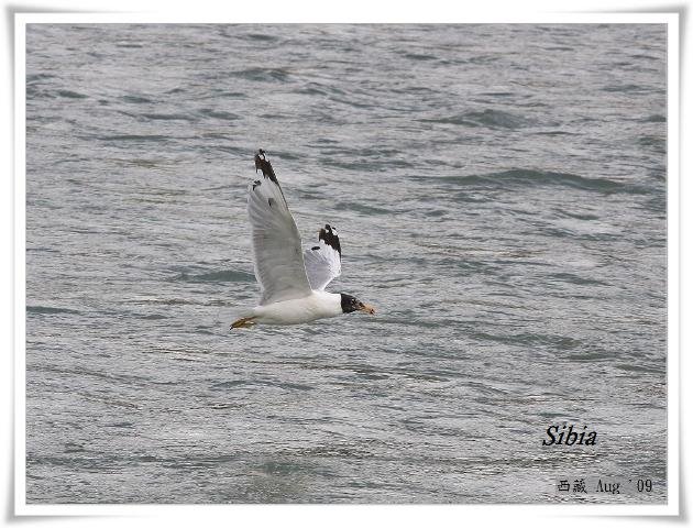 S031_4漁鷗Pallass Gull Larus ichthyaetus.jpg