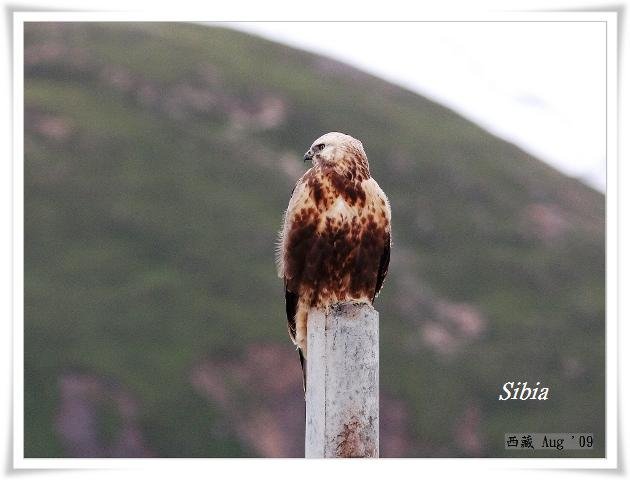 S036_1大鵟Upland BuzzardButeo hemilasius.jpg