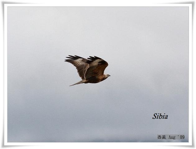 S036_2大鵟Upland BuzzardButeo hemilasius.jpg