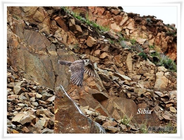 S040獵隼Saker Falcon Falco cherrug.jpg