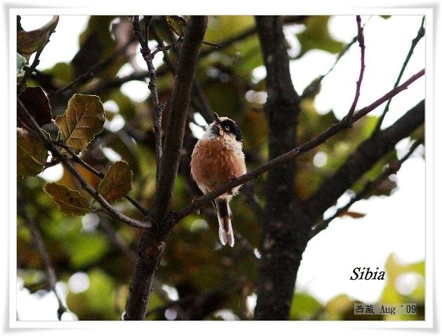 S096_1黑頭長尾山雀Rufous fronted Tit Aegithalos iouschistos.jpg