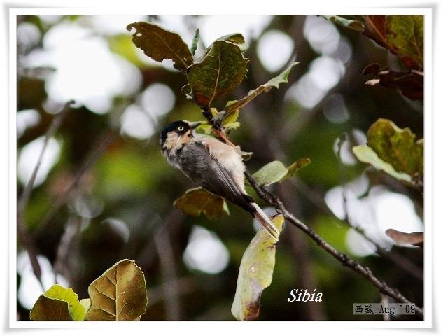 S096_2黑頭長尾山雀Rufous fronted Tit Aegithalos iouschistos.jpg