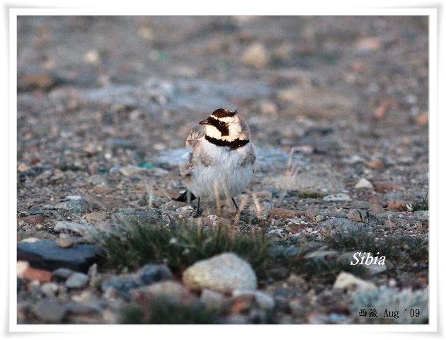 S149角百靈Horned Lark Eremophila alpestris.jpg