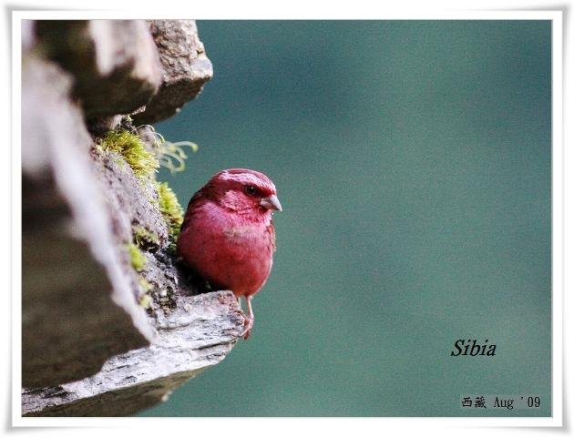 S172_1玫紅眉朱雀Carpodacus rodochroa Pink browed Rosefinch.jpg