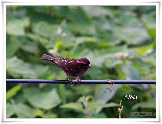 S173點翅朱雀Spot winged Rosefinch Carpodacus rodopeplus.jpg