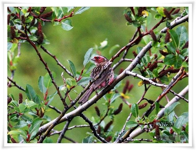 S174白眉朱雀White browed RosefinchCarpodacus thura.jpg