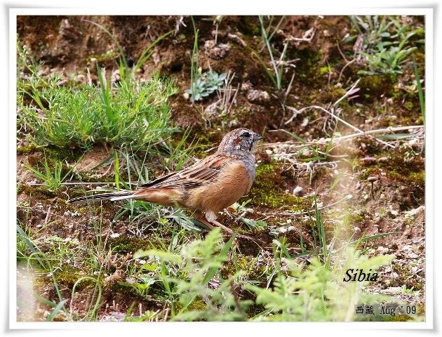 S182_1戈氏岩鵐Godlewskis Bunting Emberiza godlewskii.jpg