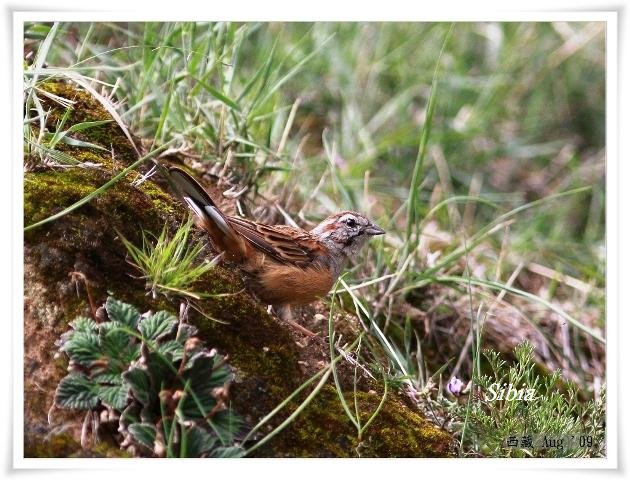 S182_3戈氏岩鵐Godlewskis Bunting Emberiza godlewskii.jpg