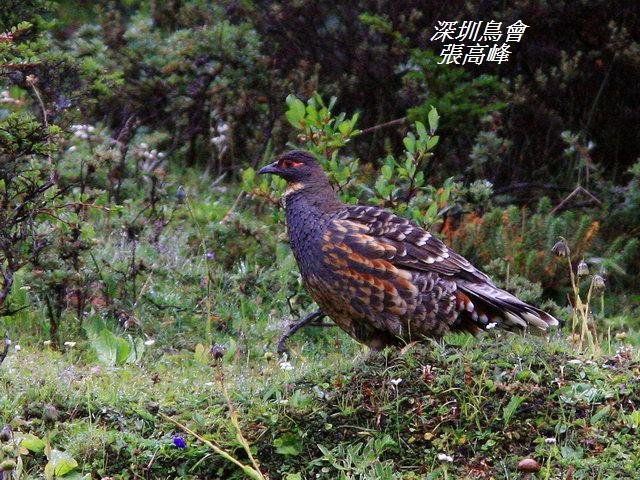 P002四川雉鶉Tetraophasis szechenyii Buff throated Partridge.jpg