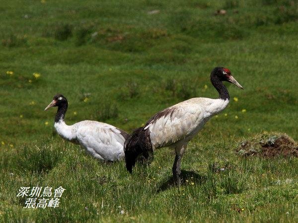 P023黑頸鶴Grus nigricollis Black necked Crane.jpg