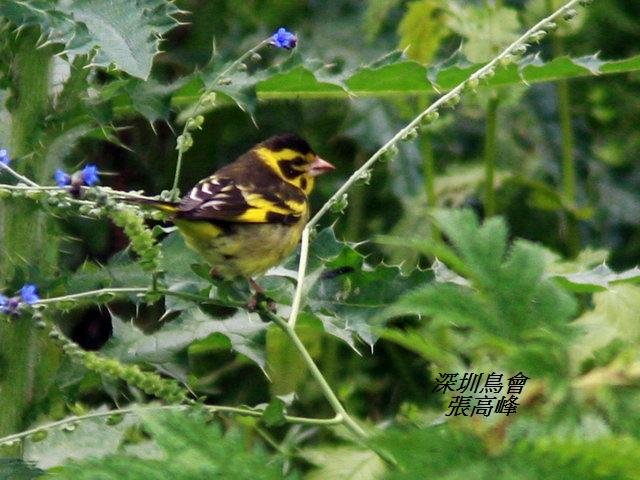 P167高山金翅雀Carduelis spinoides Yellow breasted Greenfinch.jpg