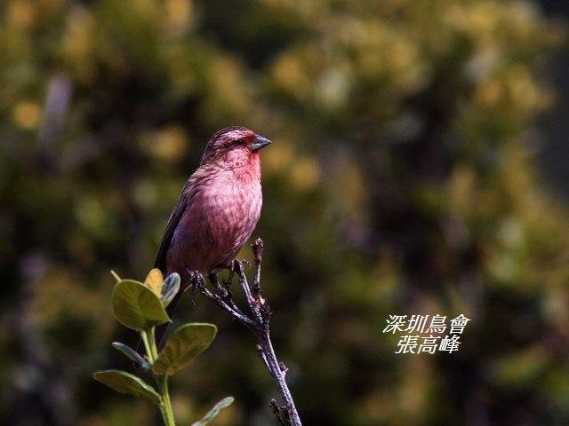 P170紅眉朱雀Carpodacus pulcherrimus Beautiful Rosefinch.jpg